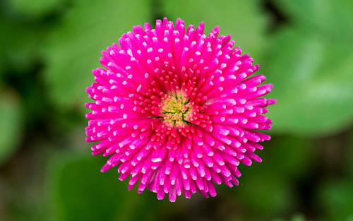 Roze Engelse madeliefje, bloemkop van bovenaf, close-up