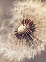Paardenbloem