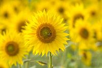 Zonnebloem