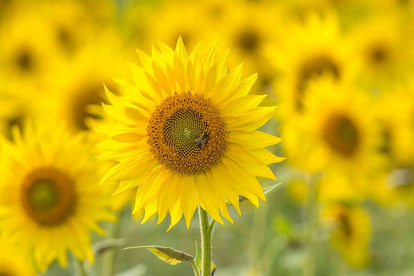 Zonnebloem van Marco Liberto
