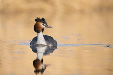 Fuut in gouden gloed, Nederland van Ronald Harmsen