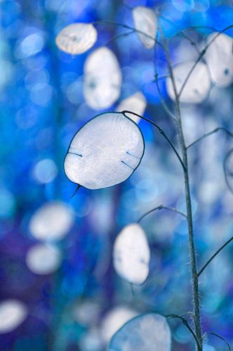 Judas-Medaille in blau