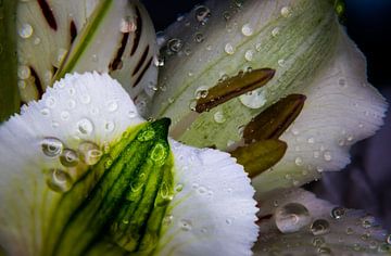 lelie macro met druppels van Frank Ketelaar