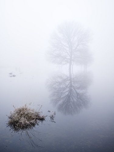Kale boom gereflecteerd in het water van Erwin Pilon