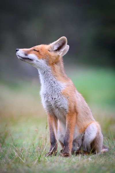 Fox by Andy van der Steen - Fotografie