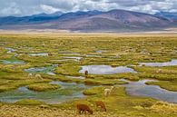 Lamas qui paissent dans les montagnes des Andes, au Pérou sur Rietje Bulthuis Aperçu