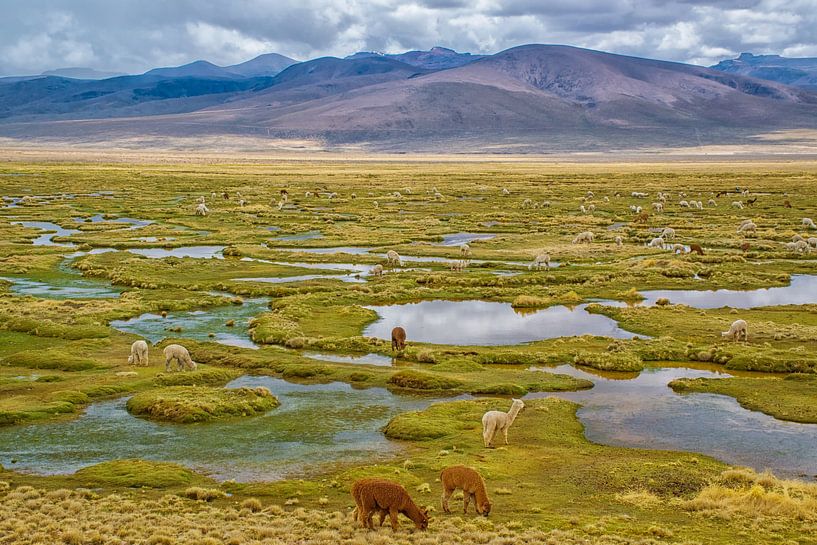 Grazende lama's in de bergen van de Andes, Peru van Rietje Bulthuis