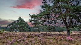 Lila Heide Sonnenuntergang von Z6Focus
