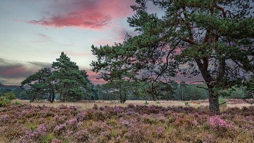 Lila Heide Sonnenuntergang