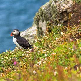 Puffin between the flowers on the edge of a cliff on Skomer Island in Pembrokeshire in Wales United  sur Ramon Harkema