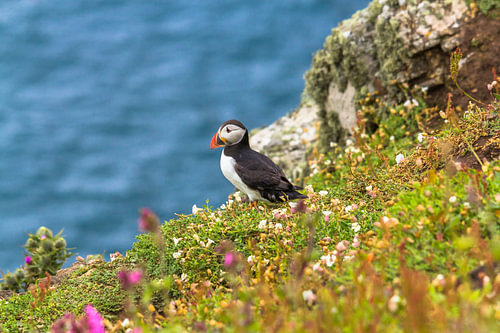 Papegaaiduiker tussen de bloemen aan de rand van een klif op Skomer eiland in Pembrokeshire in zuidw