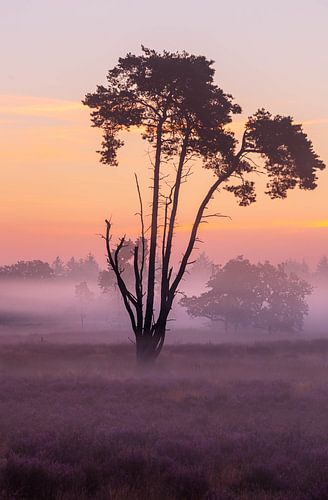Mistge zonsopkomst Loonse en Drunense Duinen