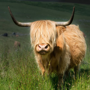 Schotse Hooglander