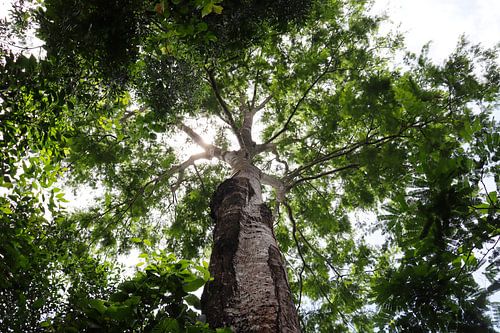 Ceiba Chodatii (Samu'u)