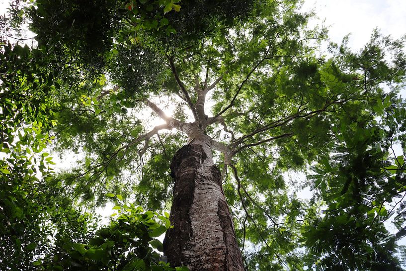 Ceiba Chodatii (Samu'u) by Arie Kattenberg