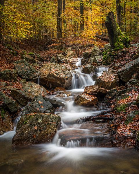 murmuring autumn by Guy Lambrechts Photography