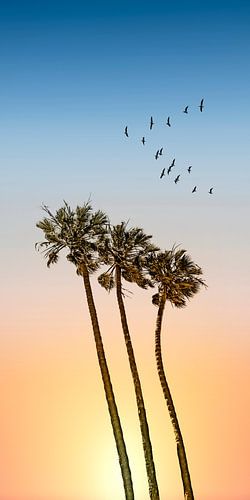 Palm trees & sunset | Panorama by Melanie Viola
