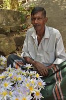 Lotusblumen