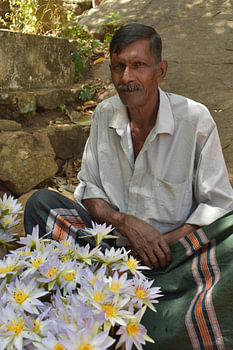 Lotusblumen