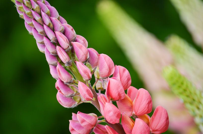 Pink flower van Gudrun Christiaens