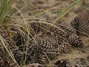 Denneappels in het bos