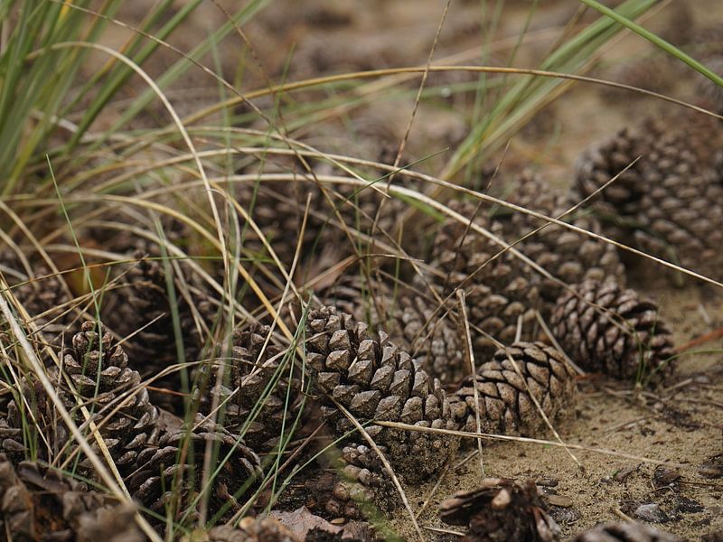 Tannenzapfen im Wald von Madeltijntje
