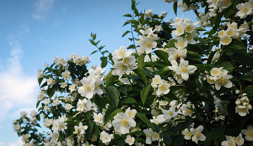 A flowering jasmine bush beneath a blue summer sky