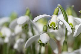 Weiße Schneeglöckchen im Winter von Ulrike Leone