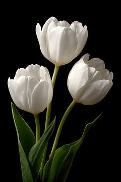 Tulips close-up by MNS Designs