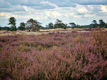 Heather in bloom