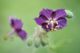 Blume des Brauner Storchschnabel