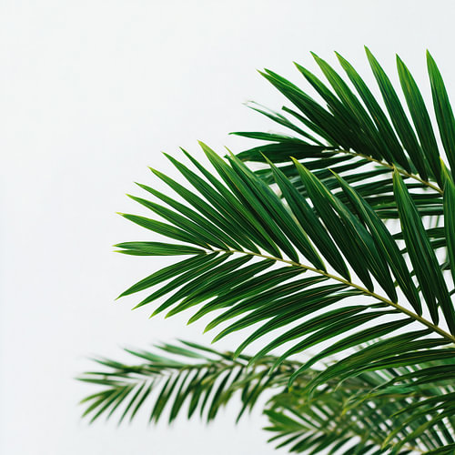 Tropische palmbladeren