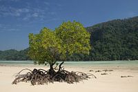 Lonely mangrove on a white beach paradise