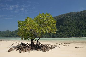 Eenzame mangrove op een paradijslijk wit strand van Floris Verweij