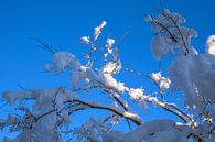 WINTERTIJD : WINTERTAKJE van Photoart-Naegele thumbnail