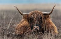 Ce highlander vous regarde