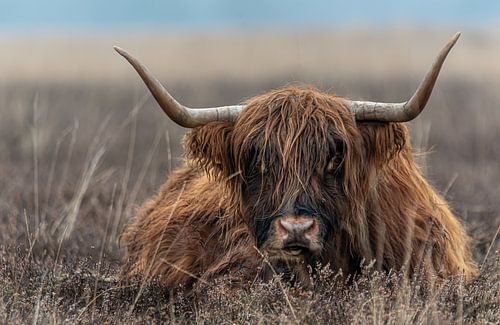 This highlander looks at you