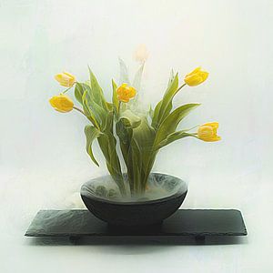 Geheimnisvolle gelbe, holländische Tulpen.