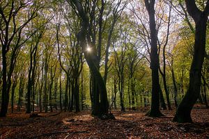 L'automne dans le Speulderbos