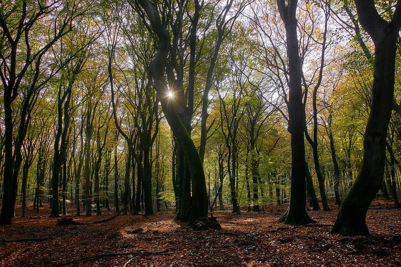 Autumn in the Speulderbos by Ad Jekel