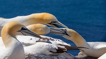 Arguing gannets on Heligoland by Johannes Jongsma
