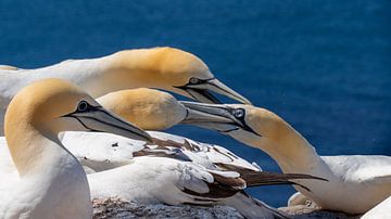 Streitende Basstölpel auf Helgoland von Johannes Jongsma