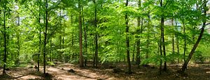 Panorama de la forêt de hêtres