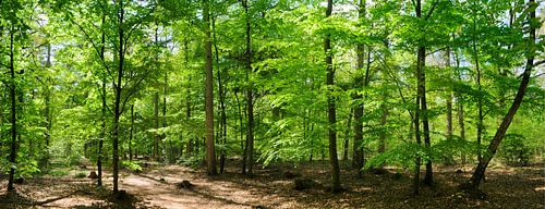 Panorama de la forêt de hêtres