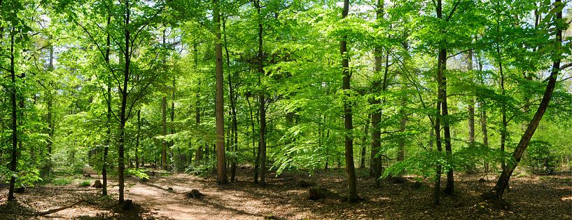 Panorama Buchenwald von Corinne Welp