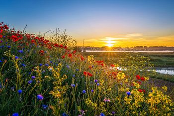 Couleurs du pavot II