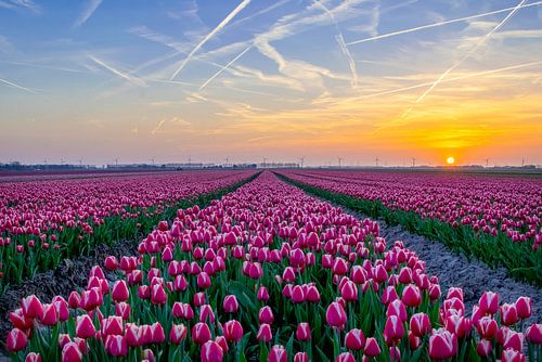 Tulip field at sunset