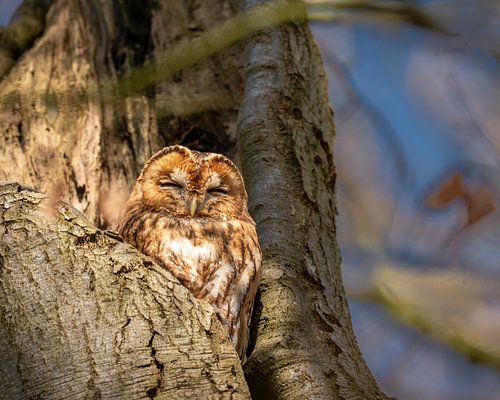 A tawny owl roosting in the crevice of a tree