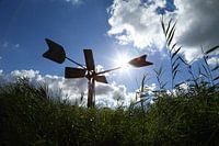 In de zomer, in de zon