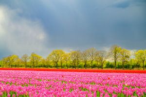 Blühende Tulpen auf einem Feld im Frühling